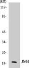 PRA1 Domain Family Member 2 antibody, EKC1317, Boster Biological Technology, Western Blot image 