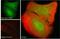 Itchy E3 Ubiquitin Protein Ligase antibody, NB100-68142, Novus Biologicals, Immunofluorescence image 