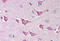 NLR Family CARD Domain Containing 4 antibody, MBS240391, MyBioSource, Immunohistochemistry frozen image 