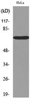 Nectin Cell Adhesion Molecule 3 antibody, A30746, Boster Biological Technology, Western Blot image 