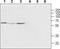 Mucolipin 2 antibody, TA328758, Origene, Western Blot image 