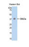 Lactate Dehydrogenase A antibody, LS-C297977, Lifespan Biosciences, Western Blot image 