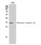 Olfactory Receptor Family 4 Subfamily L Member 1 antibody, A17765, Boster Biological Technology, Western Blot image 