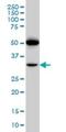 PRIPR antibody, H00005739-M01, Novus Biologicals, Western Blot image 