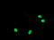 TLE Family Member 1, Transcriptional Corepressor antibody, LS-C175232, Lifespan Biosciences, Immunofluorescence image 