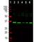 Fibrillarin antibody, NBP2-46881, Novus Biologicals, Western Blot image 