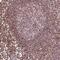DEAD/H-Box Helicase 11 antibody, PA5-64202, Invitrogen Antibodies, Immunohistochemistry frozen image 