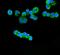 Electron Transfer Flavoprotein Subunit Alpha antibody, A05572-2, Boster Biological Technology, Immunofluorescence image 