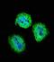 Signal Transducer And Activator Of Transcription 4 antibody, LS-C161549, Lifespan Biosciences, Immunofluorescence image 