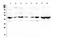 Enolase 2 antibody, A02930, Boster Biological Technology, Western Blot image 