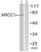 DNA repair protein XRCC1 antibody, abx013254, Abbexa, Western Blot image 