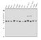 Tyrosine 3-Monooxygenase/Tryptophan 5-Monooxygenase Activation Protein Epsilon antibody, A01687-4, Boster Biological Technology, Western Blot image 