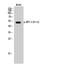 Activating Transcription Factor 2 antibody, STJ90183, St John