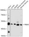 Tripartite Motif Containing 5 antibody, GTX66410, GeneTex, Western Blot image 