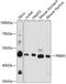 Tripartite motif-containing protein 5 antibody, GTX66410, GeneTex, Western Blot image 