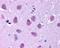Bombesin Receptor Subtype 3 antibody, 48-160, ProSci, Immunohistochemistry paraffin image 