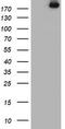 Ubiquitin Specific Peptidase 9 X-Linked antibody, TA800088AM, Origene, Western Blot image 