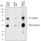 Legumain antibody, AF2199, R&D Systems, Western Blot image 