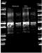 Protein A antibody, orb344229, Biorbyt, Western Blot image 