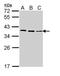 Fibrillarin antibody, PA5-29801, Invitrogen Antibodies, Western Blot image 
