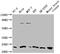 Transmembrane Protein 65 antibody, CSB-PA023869LA01HU, Cusabio, Western Blot image 