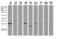PYM Homolog 1, Exon Junction Complex Associated Factor antibody, LS-C796963, Lifespan Biosciences, Western Blot image 