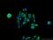 Gene differentially expressed in prostate protein antibody, 22744-1-AP, Proteintech Group, Immunofluorescence image 