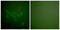 Fragile Histidine Triad Diadenosine Triphosphatase antibody, abx013078, Abbexa, Western Blot image 