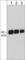 Calcium/Calmodulin Dependent Protein Kinase IV antibody, CM2991, ECM Biosciences, Western Blot image 