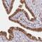 SECIS Binding Protein 2 antibody, NBP1-92375, Novus Biologicals, Immunohistochemistry frozen image 