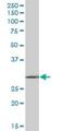 RPA Interacting Protein antibody, H00084268-B01P, Novus Biologicals, Western Blot image 