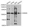 KDM4B antibody, MBS129760, MyBioSource, Western Blot image 