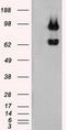 Ubiquitin Specific Peptidase 13 antibody, LS-C784200, Lifespan Biosciences, Western Blot image 