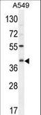 Complement C5a Receptor 1 antibody, LS-C168152, Lifespan Biosciences, Western Blot image 