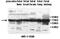 ALG8 Alpha-1,3-Glucosyltransferase antibody, MBS415811, MyBioSource, Western Blot image 