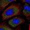 Growth Arrest Specific 6 antibody, NBP2-54990, Novus Biologicals, Immunocytochemistry image 