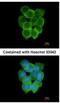 Cholinergic Receptor Nicotinic Delta Subunit antibody, NBP1-31248, Novus Biologicals, Immunocytochemistry image 