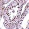 Mediator Complex Subunit 4 antibody, orb75033, Biorbyt, Immunohistochemistry paraffin image 