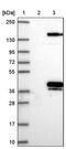 Annexin A9 antibody, PA5-55839, Invitrogen Antibodies, Western Blot image 