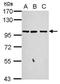 G Protein-Coupled Receptor Associated Sorting Protein 2 antibody, PA5-31748, Invitrogen Antibodies, Western Blot image 