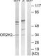 Olfactory Receptor Family 2 Subfamily H Member 2 antibody, TA314707, Origene, Western Blot image 
