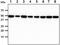 Cell Division Cycle 37 antibody, GTX57677, GeneTex, Western Blot image 