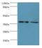 Mitogen-Activated Protein Kinase Kinase 6 antibody, LS-C369961, Lifespan Biosciences, Western Blot image 