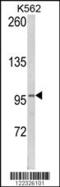 Lipin 2 antibody, 63-529, ProSci, Western Blot image 