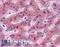 Complement Factor H antibody, LS-B2585, Lifespan Biosciences, Immunohistochemistry frozen image 