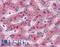 Complement Factor H antibody, LS-B2585, Lifespan Biosciences, Immunohistochemistry frozen image 