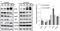 SEC24 Homolog A, COPII Coat Complex Component antibody, H00010802-M01, Novus Biologicals, Western Blot image 