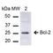 BCL2 antibody, LS-C773445, Lifespan Biosciences, Western Blot image 