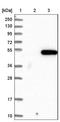 Pyruvate Dehydrogenase Kinase 1 antibody, NBP1-85955, Novus Biologicals, Western Blot image 