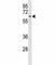 Eukaryotic Translation Initiation Factor 2A antibody, F51764-0.4ML, NSJ Bioreagents, Western Blot image 